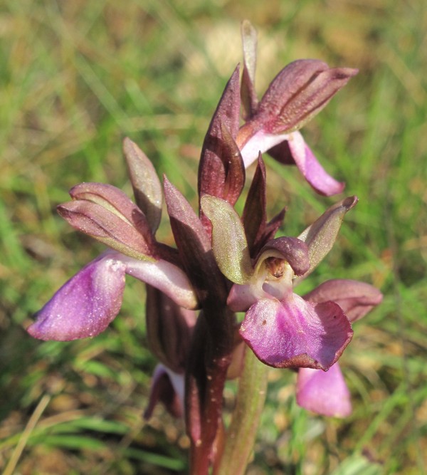 Anacamptis collina
